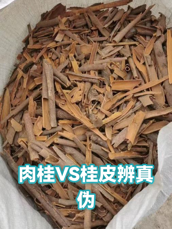 肉桂VS桂皮辨真伪（图1）
