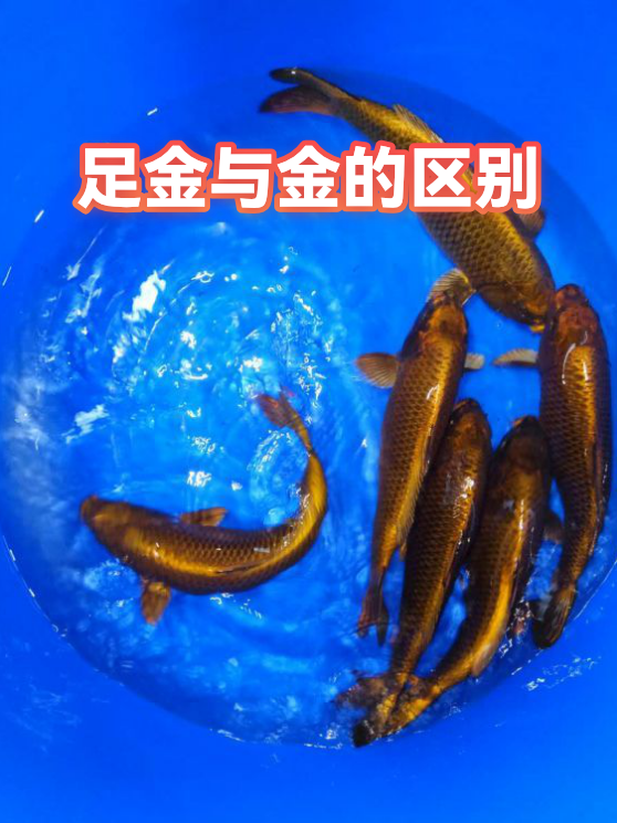 足金与金的区别（图1）