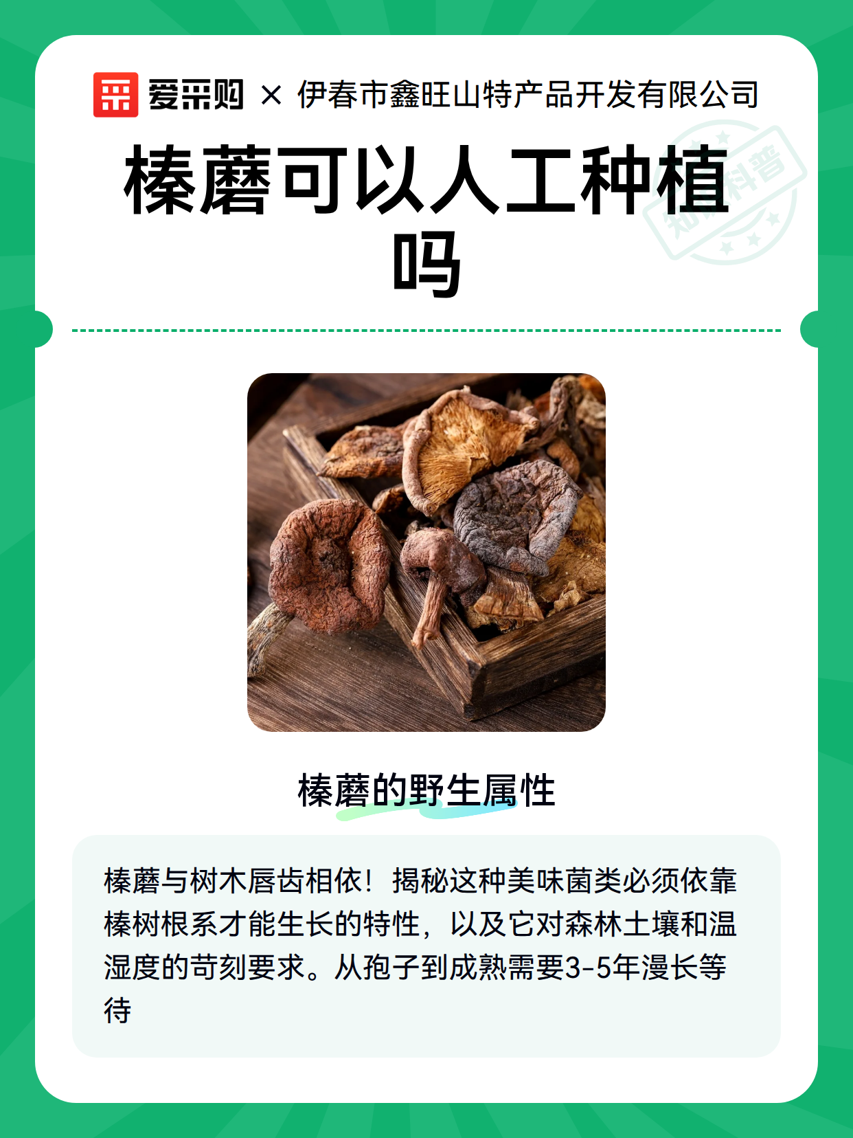 榛蘑可以人工种植吗（图2）