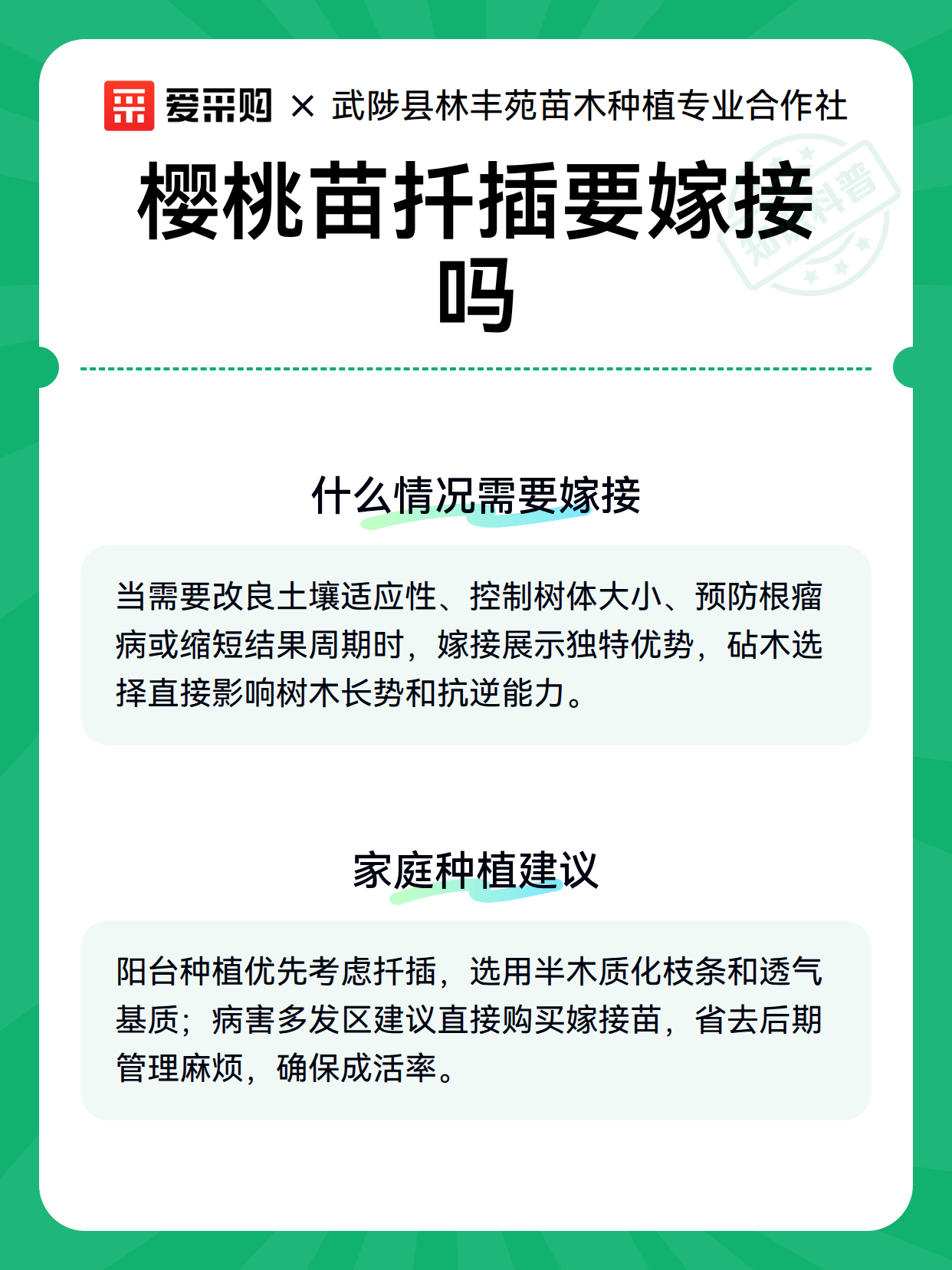 樱桃苗扦插要嫁接吗（图3）