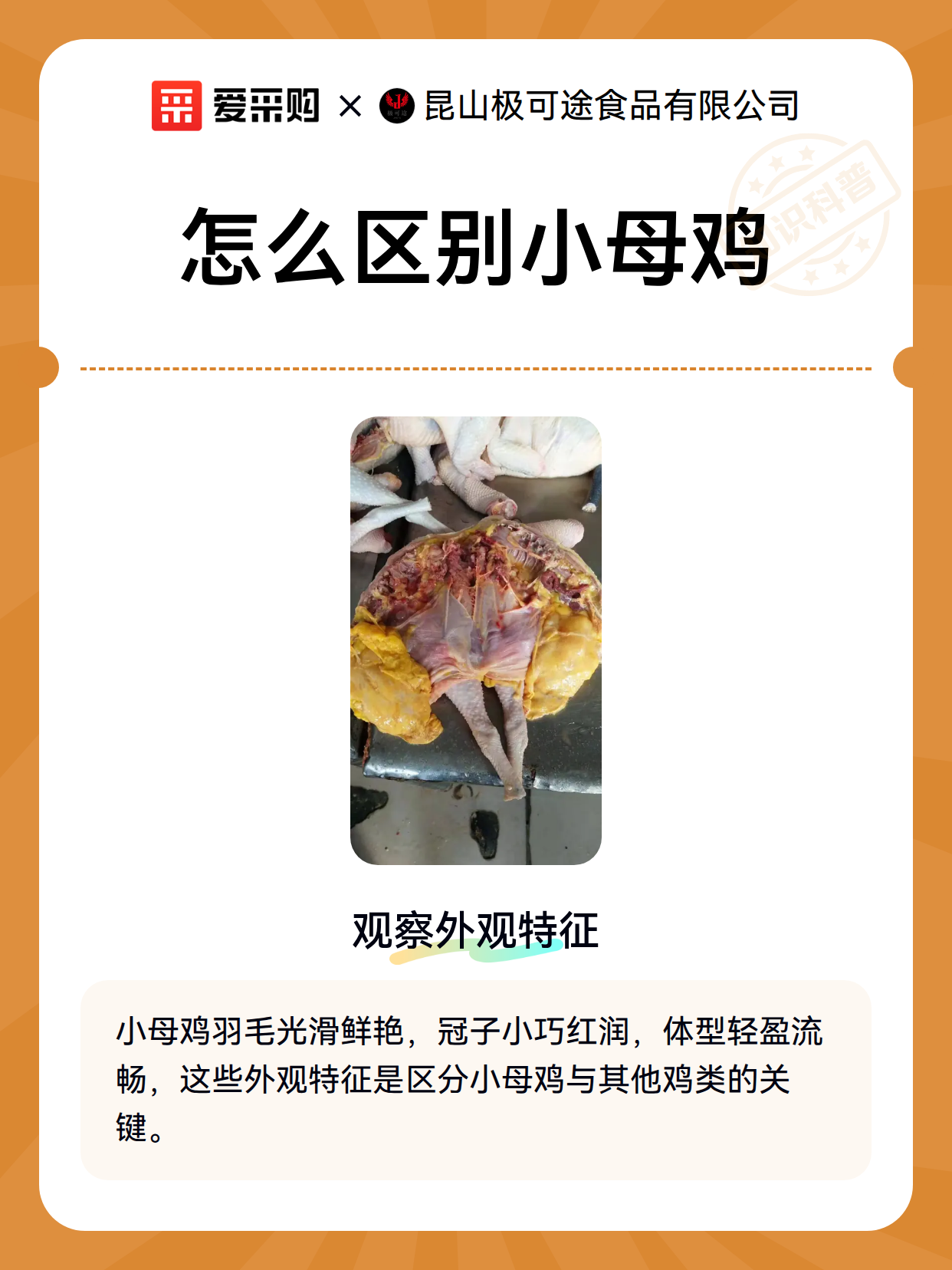 小母鸡的生理参数与外观规格分级标准（图2）