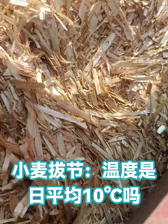小麦拔节：温度是日平均10℃吗（图1）
