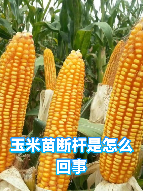 玉米苗断杆是怎么回事（图1）