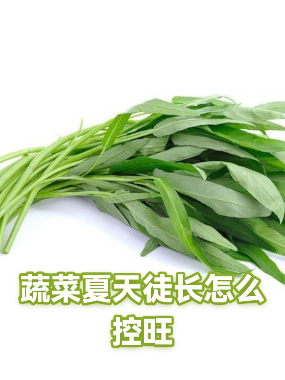 蔬菜夏天徒长怎么控旺（图1）