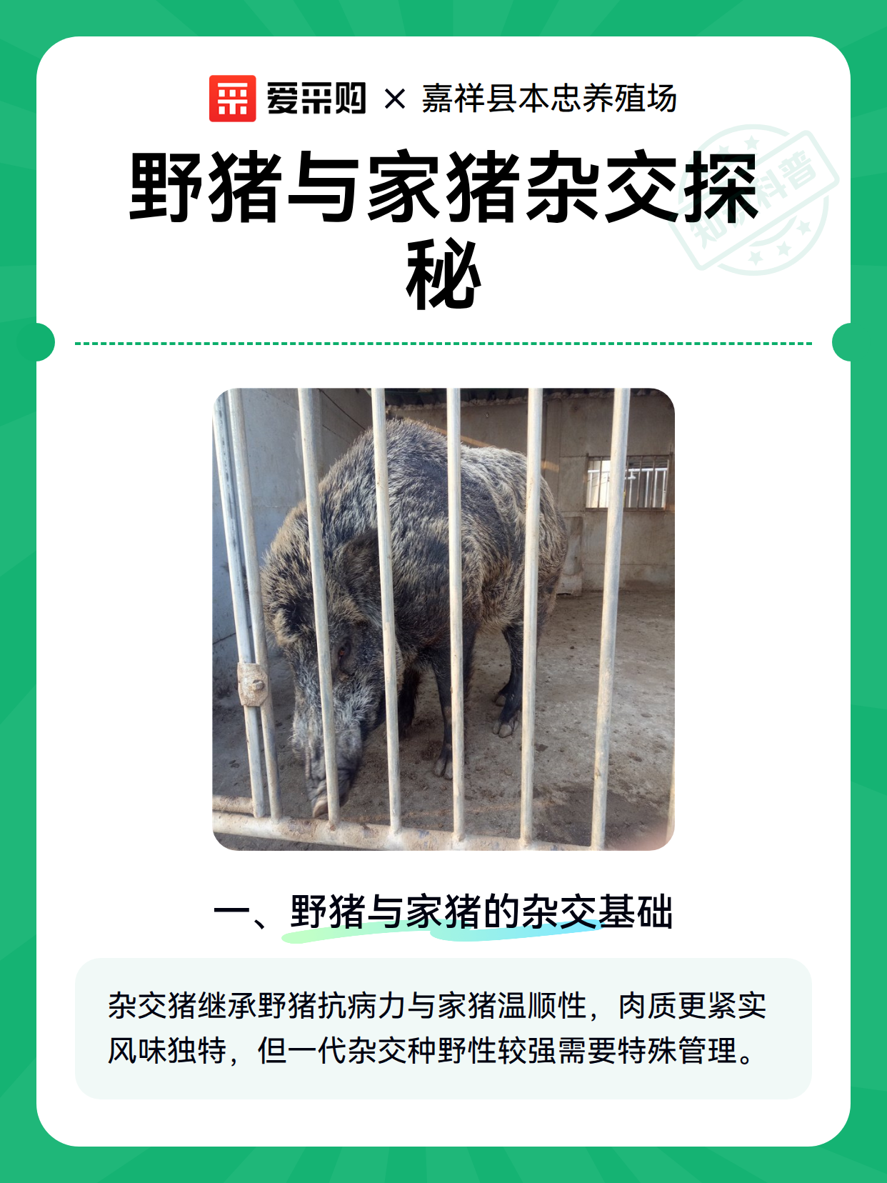 野猪与家猪杂交探秘（图1）