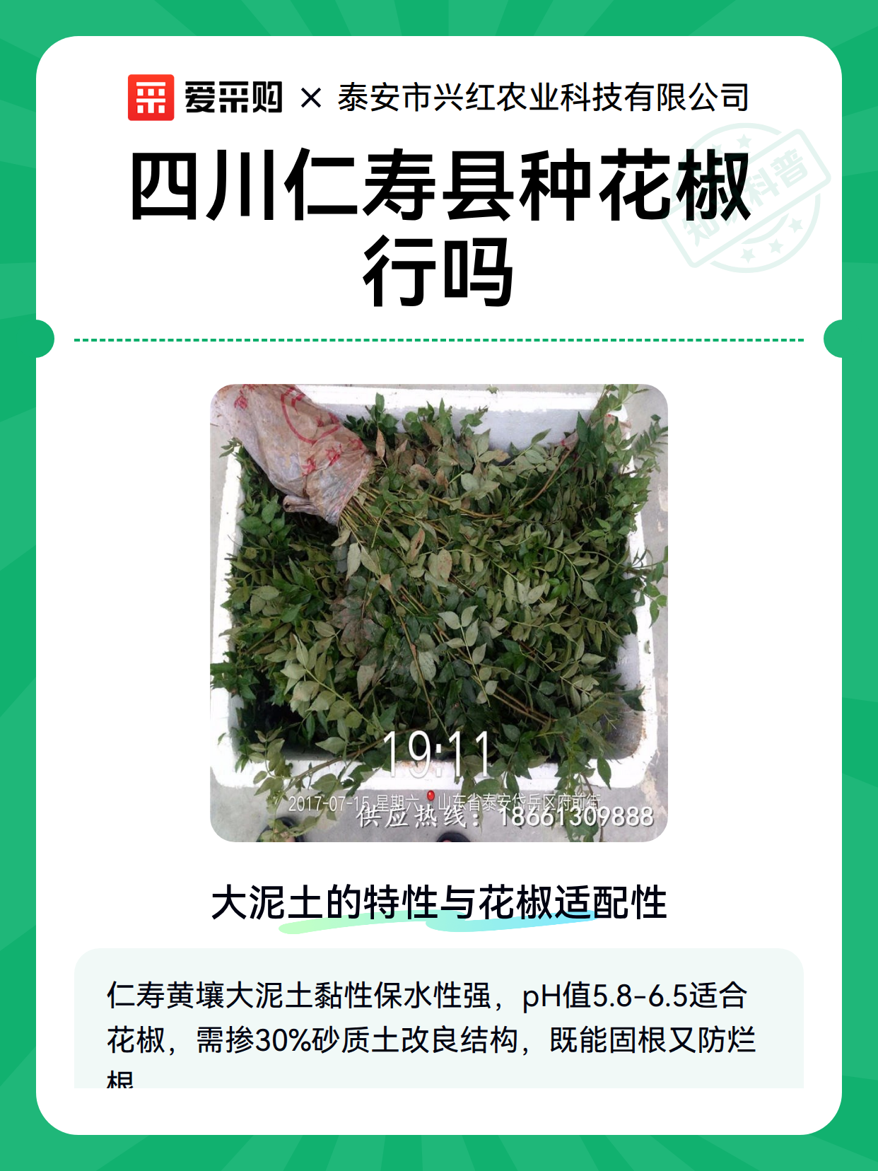 四川仁寿县种花椒行吗（图2）