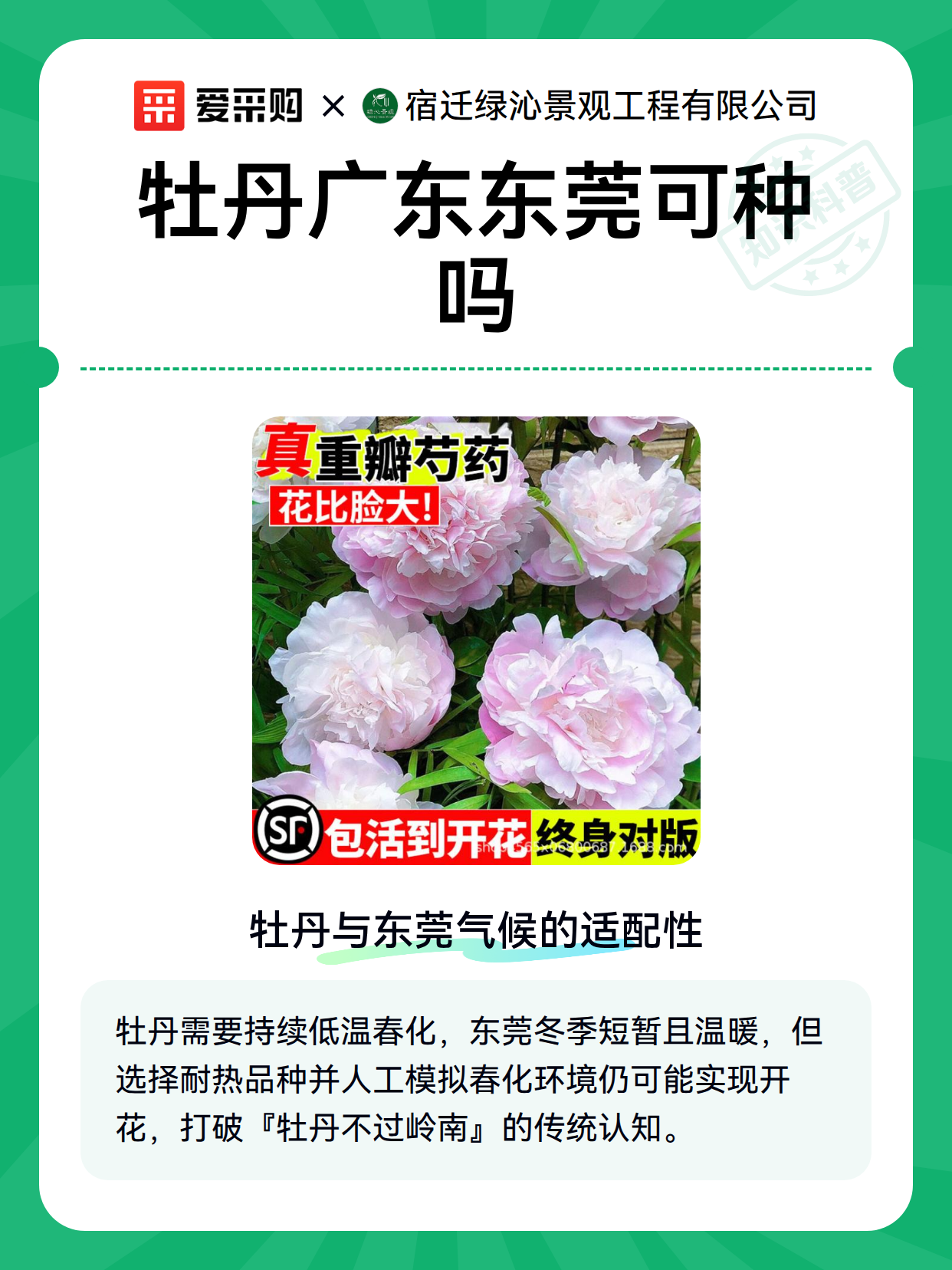 牡丹广东东莞可种吗（图2）
