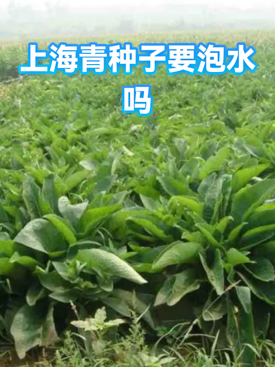 上海青种子要泡水吗（图1）
