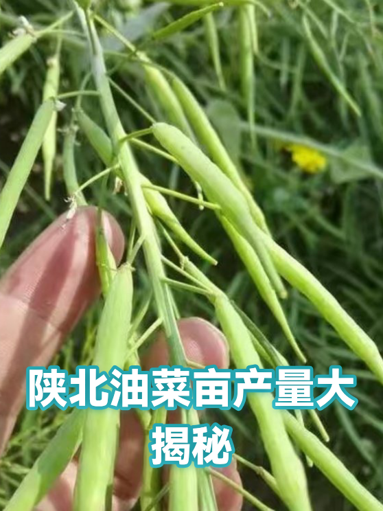 陕北油菜亩产量大揭秘（图1）
