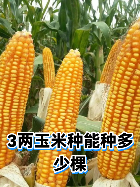 3两玉米种能种多少棵（图1）