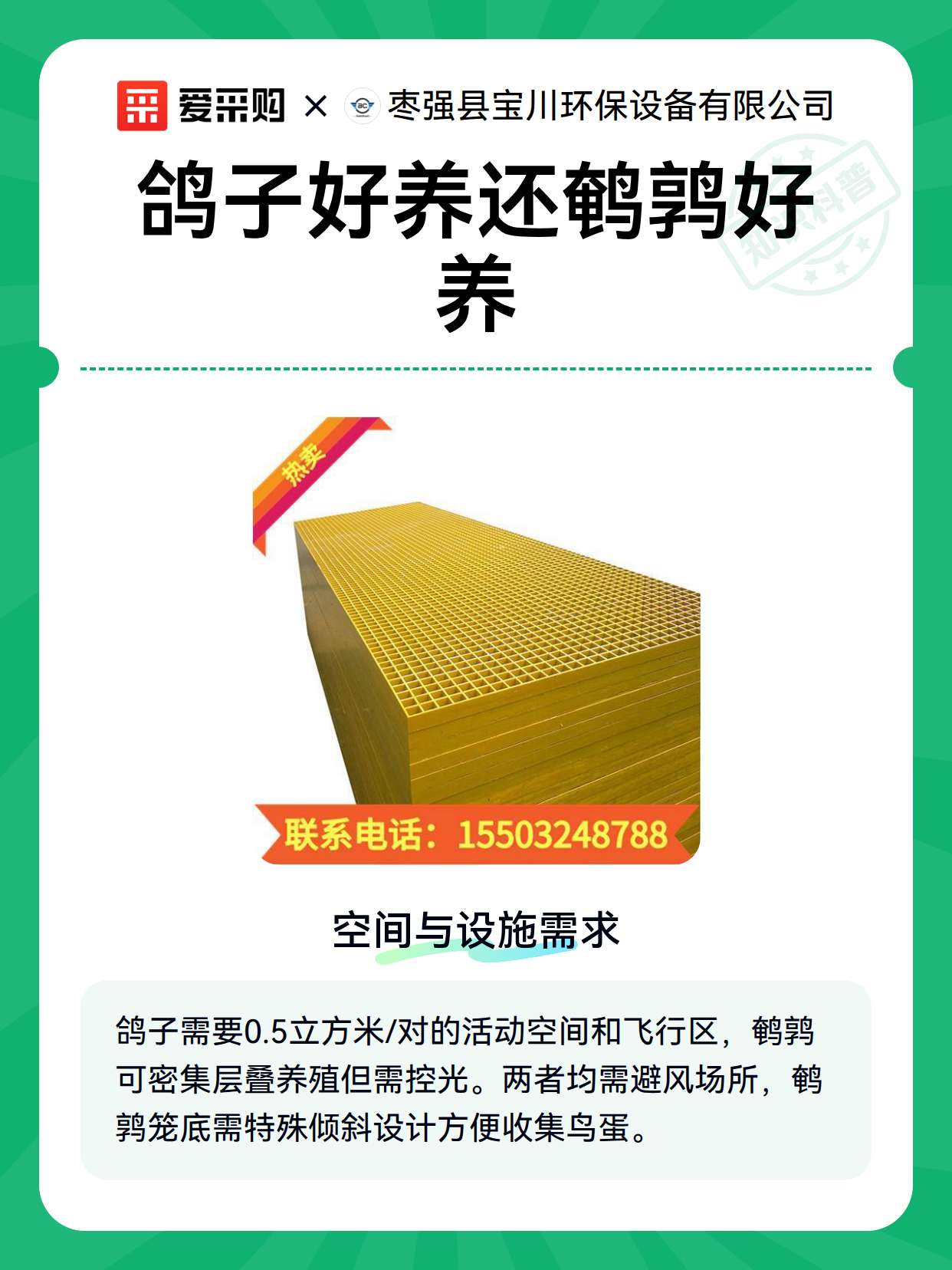 鸽子好养还鹌鹑好养（图1）