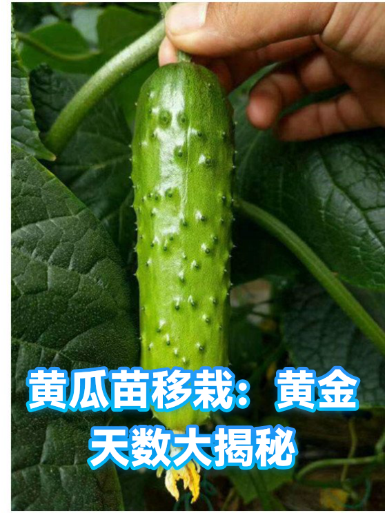 黄瓜苗移栽：黄金天数大揭秘（图1）