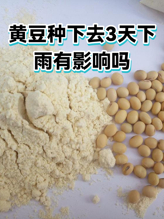 黄豆种下去3天下雨有影响吗（图1）