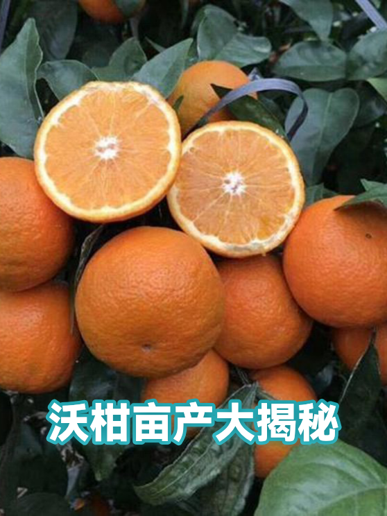 沃柑种植选型与产量匹配：从品种特性到管理方案的适配逻辑（图1）