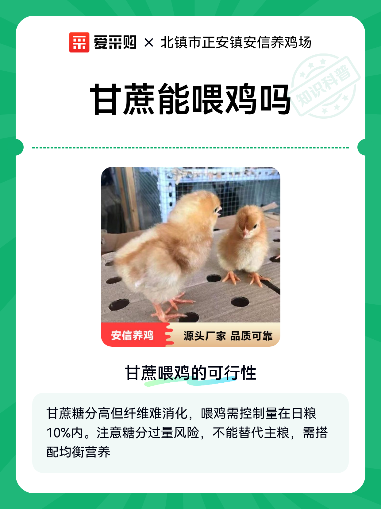 甘蔗能喂鸡吗（图1）