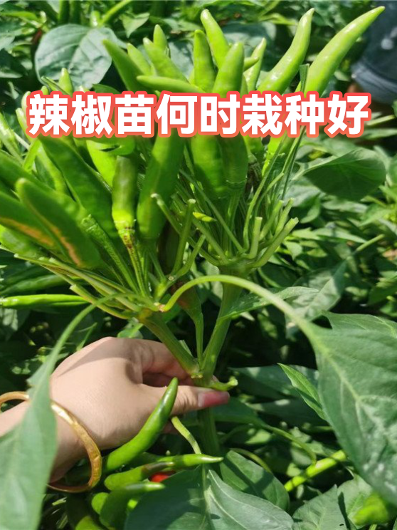 辣椒苗何时栽种好（图1）