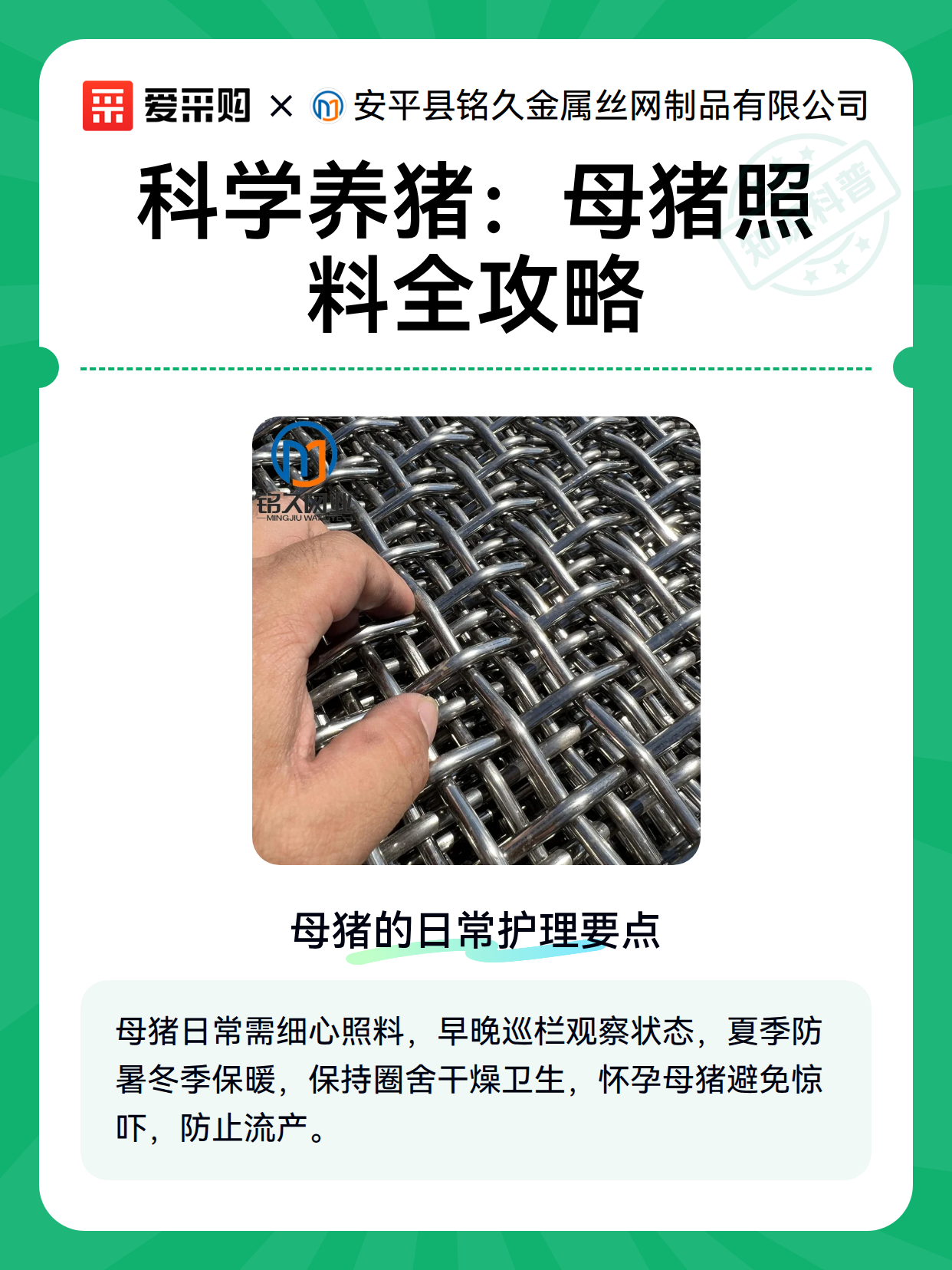 科学养猪：母猪照料全攻略（图1）