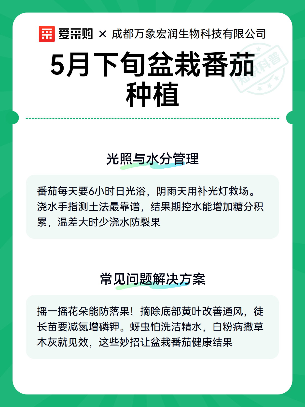 5月下旬盆栽番茄种植（图3）