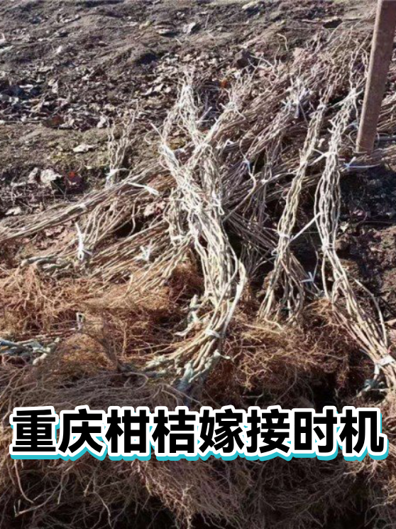 重庆柑桔嫁接时机（图1）