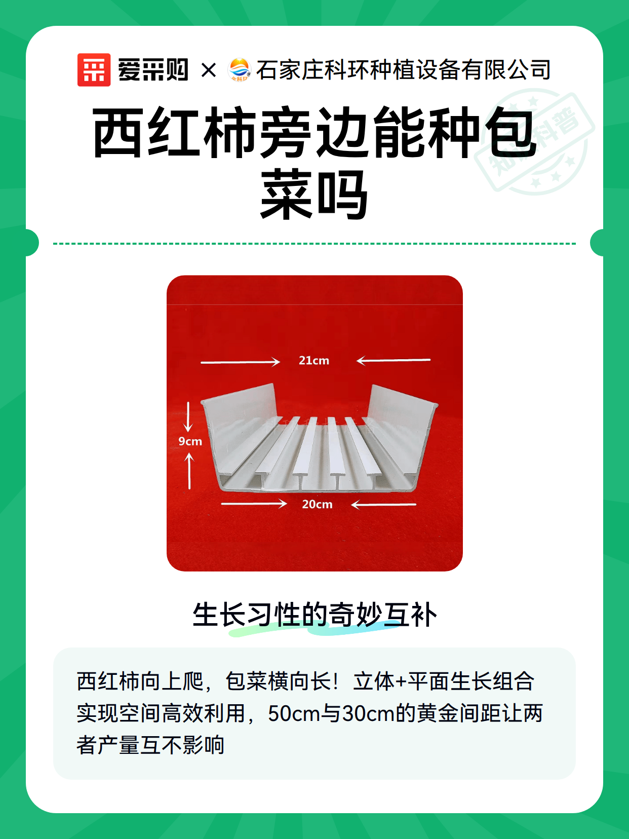 西红柿旁边能种包菜吗（图2）