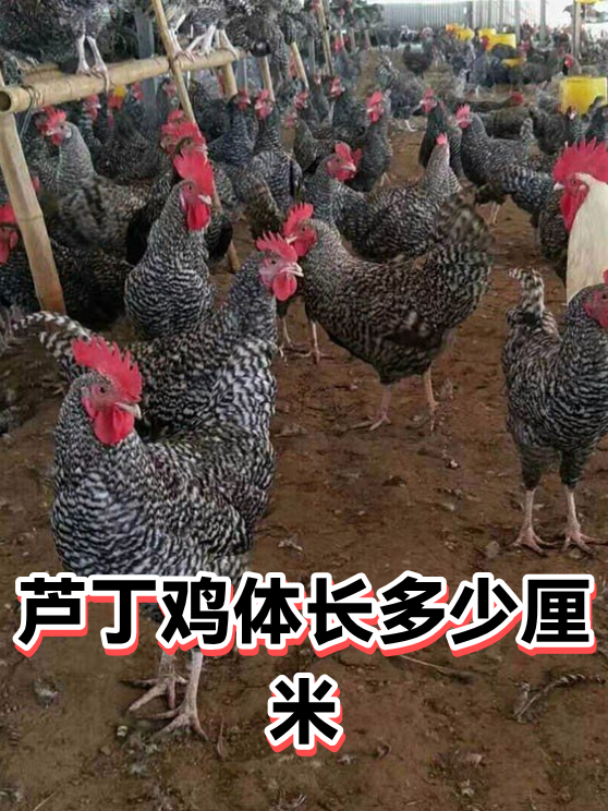 芦丁鸡体长多少厘米（图1）