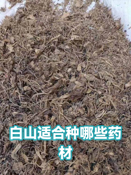 白山适合种哪些药材（图1）