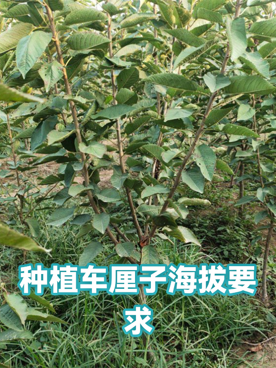 种植车厘子海拔要求（图1）
