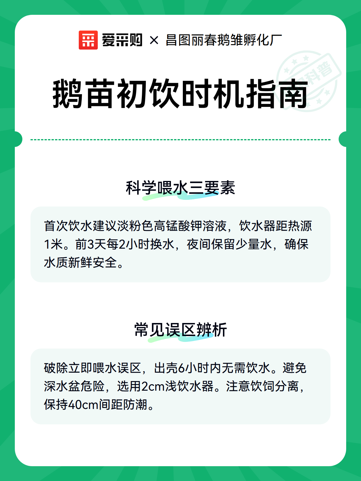 鹅苗初饮时机指南（图3）