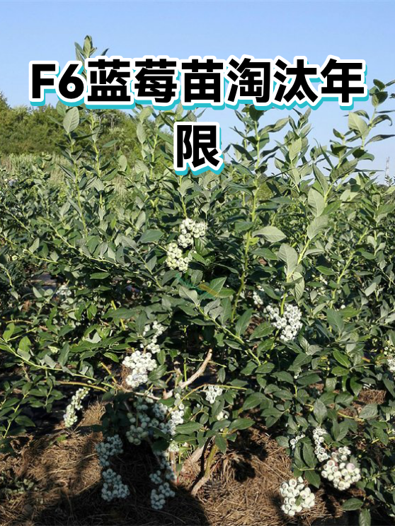 F6蓝莓苗淘汰年限（图1）