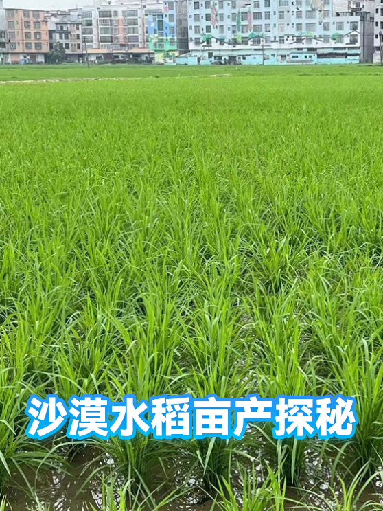 沙漠水稻亩产探秘（图1）