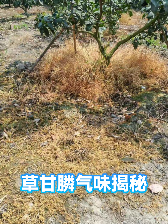 草甘膦气味揭秘（图1）