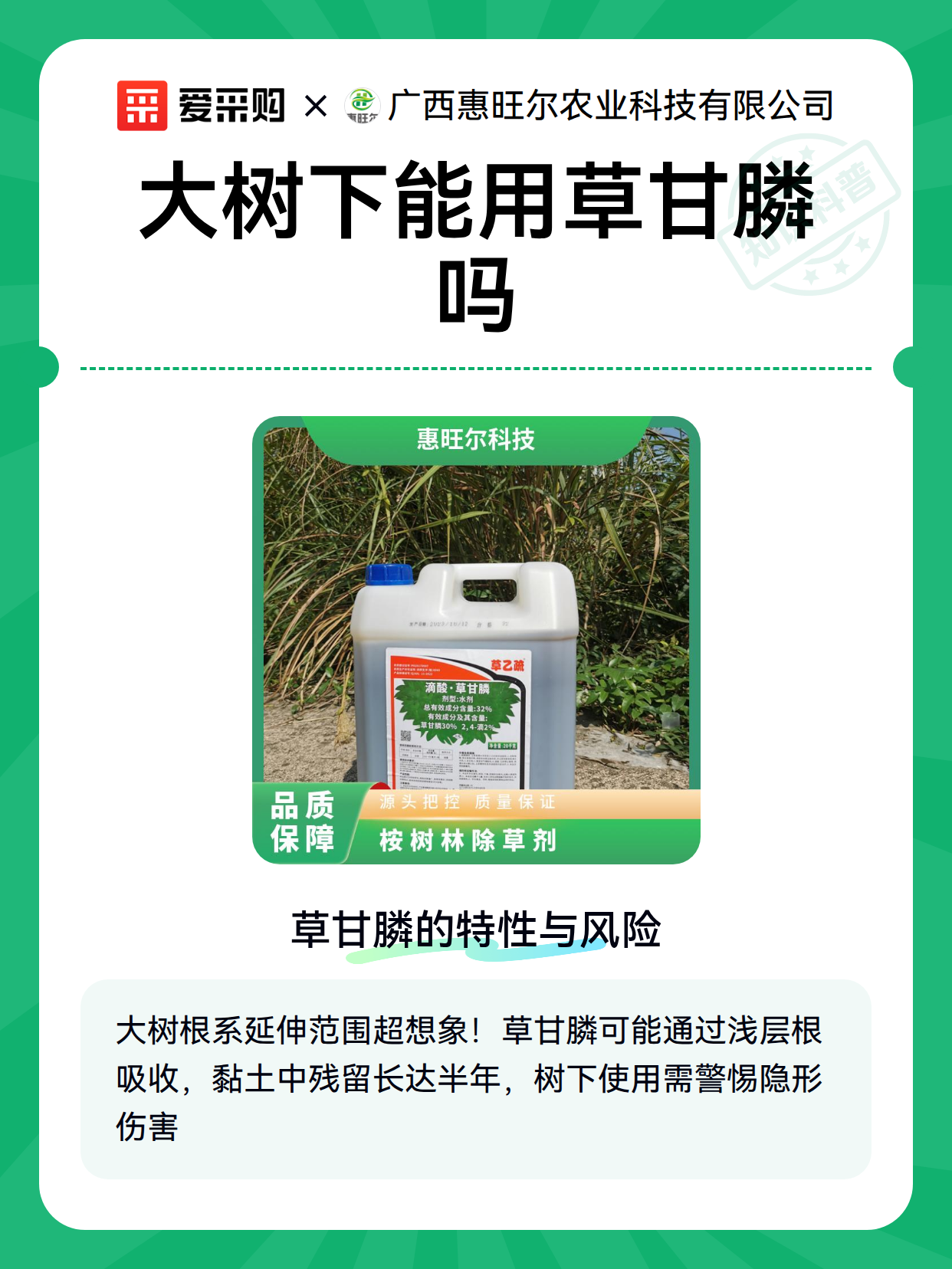 大树下能用草甘膦吗（图2）