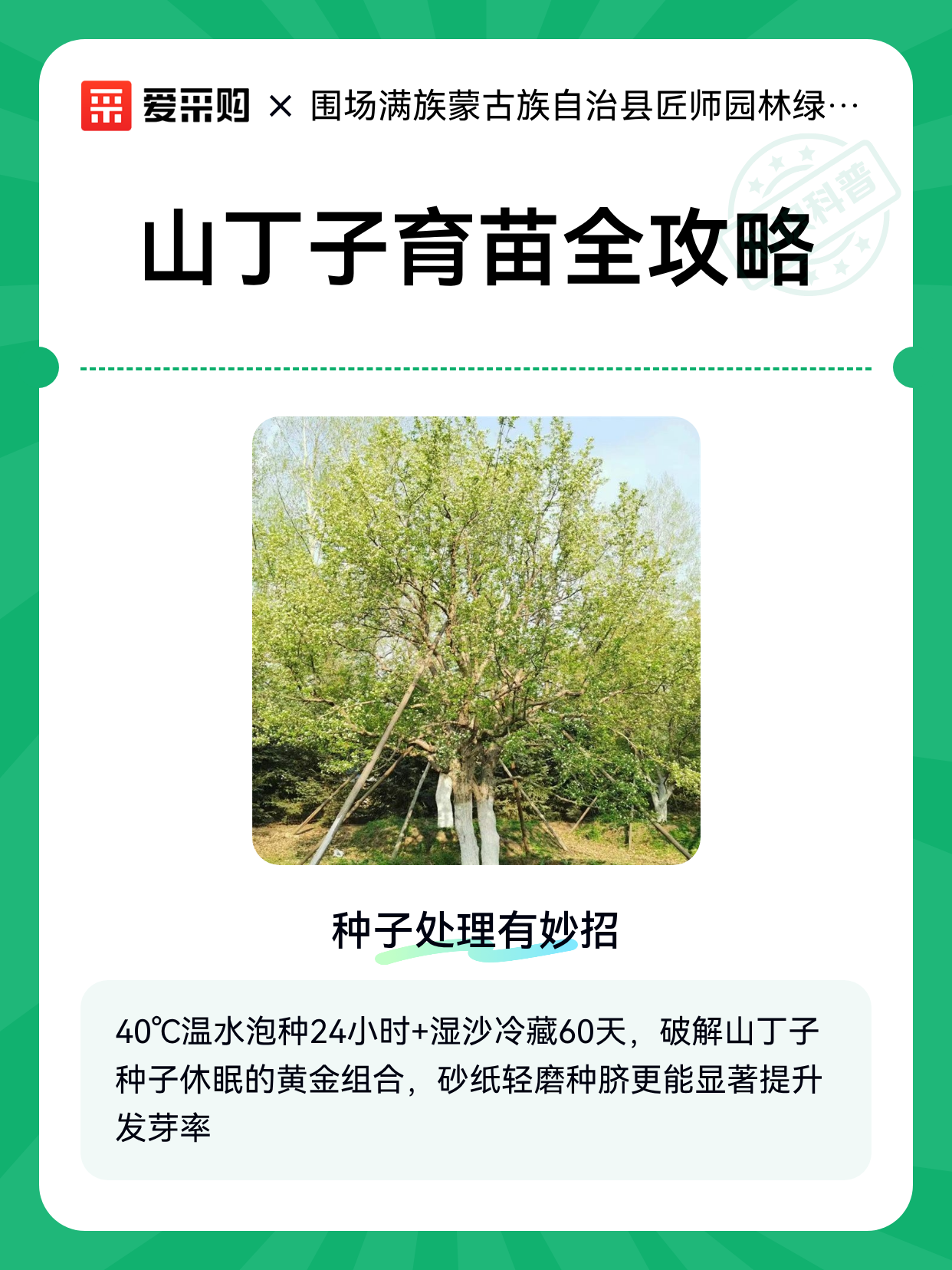 山丁子育苗全攻略（图1）