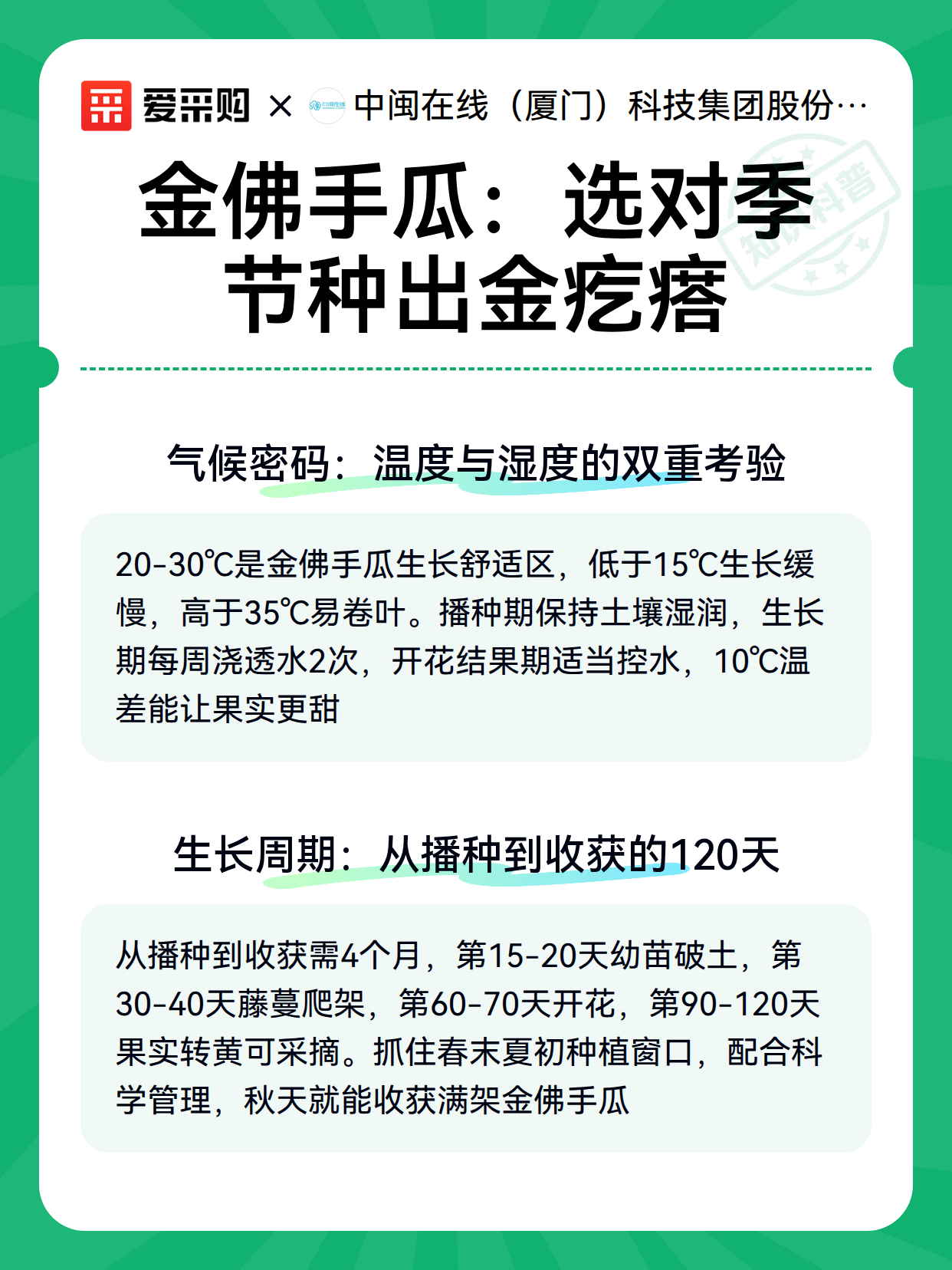 金佛手瓜：选对季节种出金疙瘩（图3）