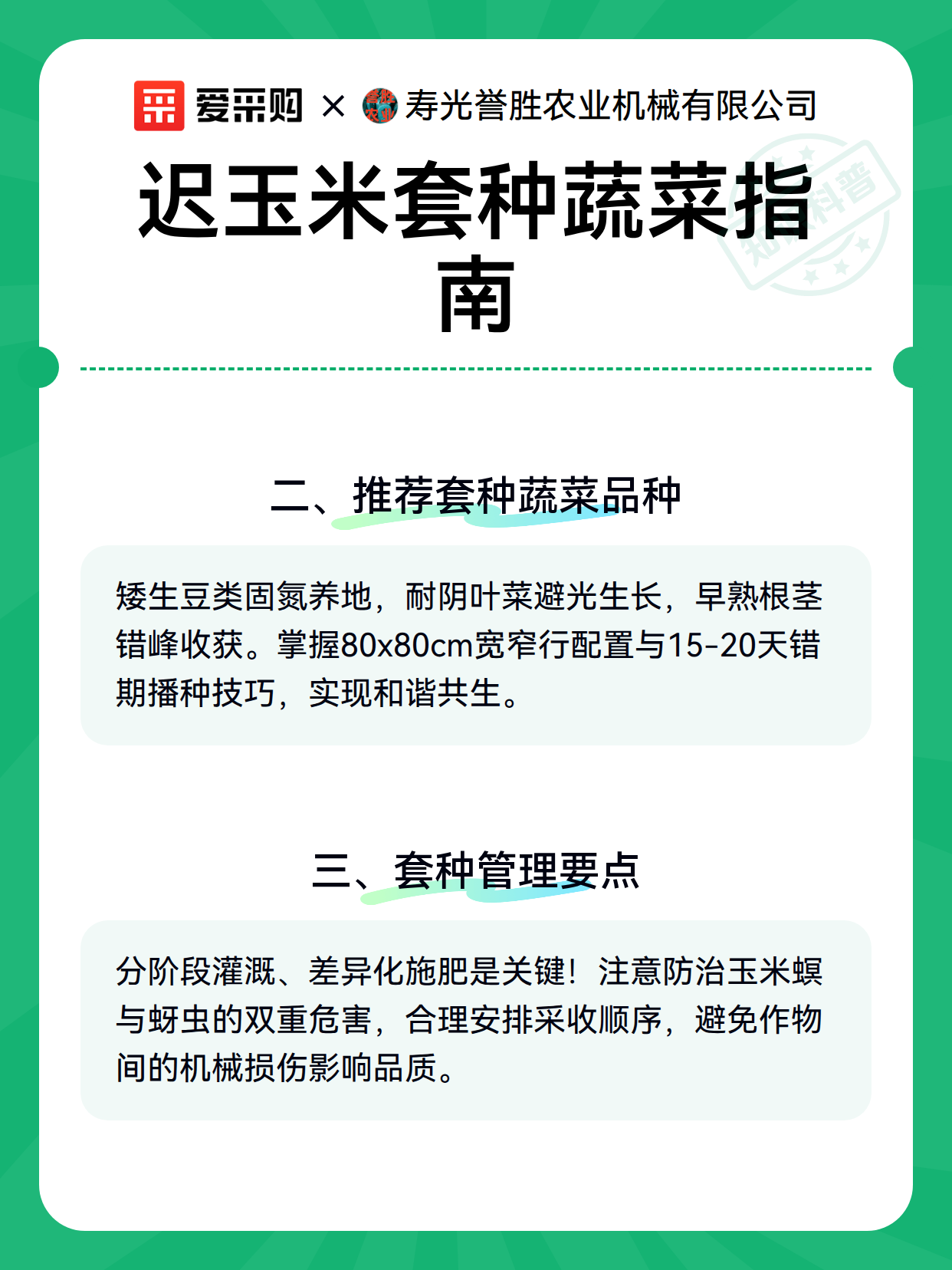 迟玉米套种蔬菜指南（图2）
