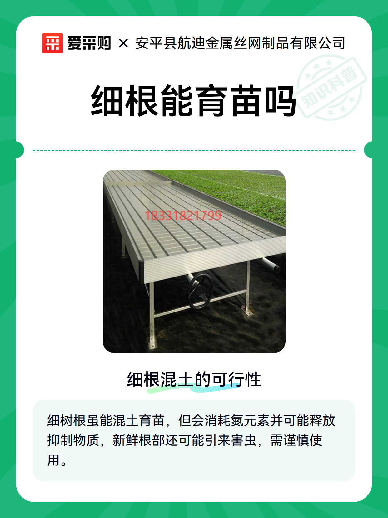 细根能育苗吗（图2）