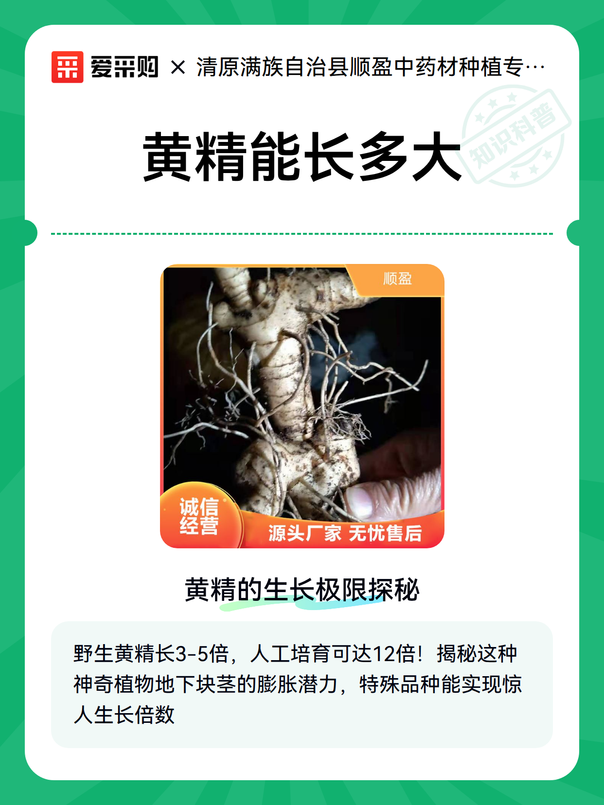 黄精能长多大（图2）