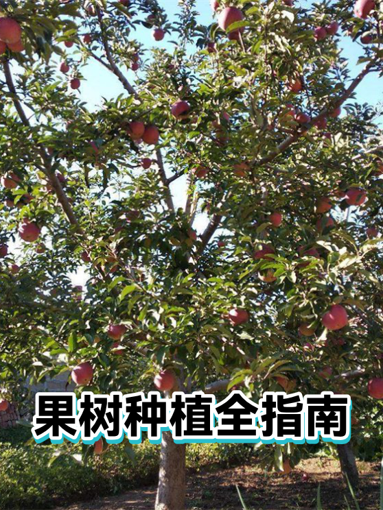 果树种植全指南（图1）