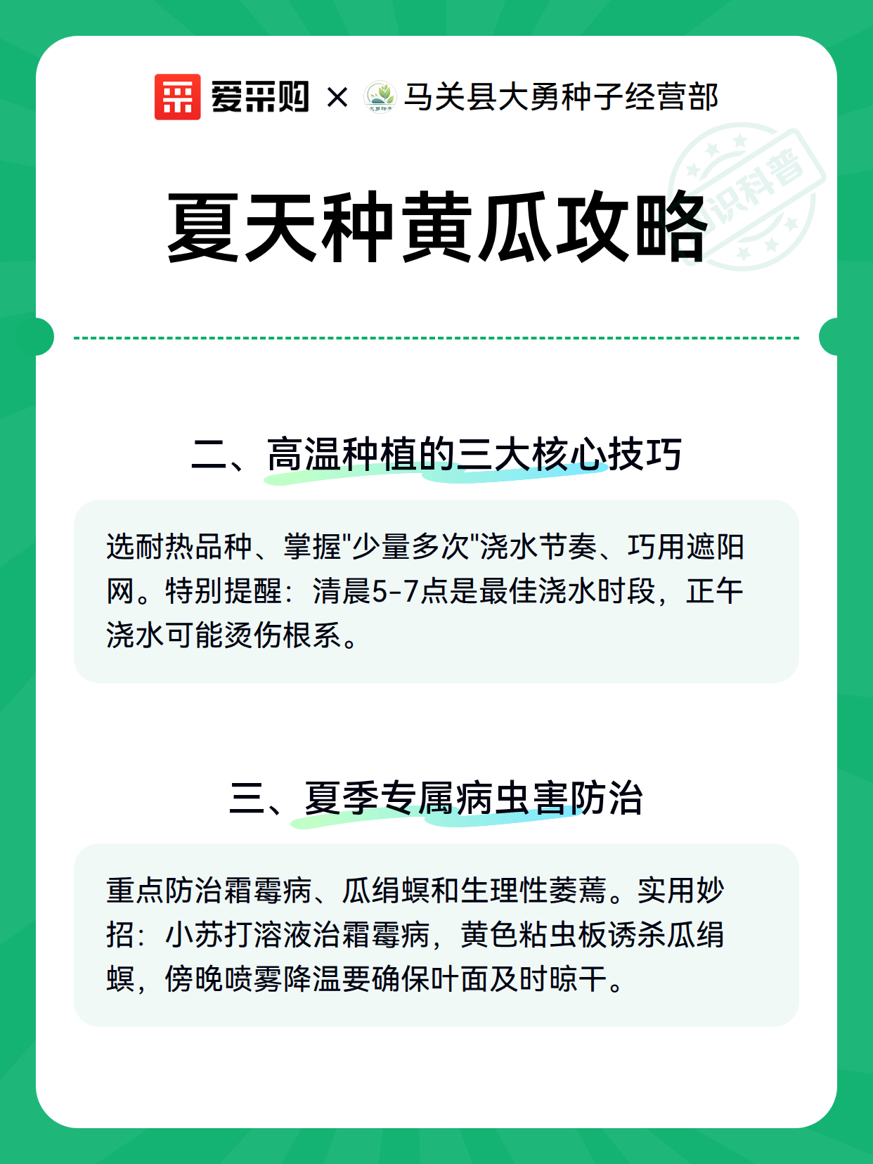 夏天种黄瓜攻略（图2）