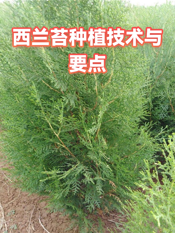 西兰苔种植技术与要点（图1）