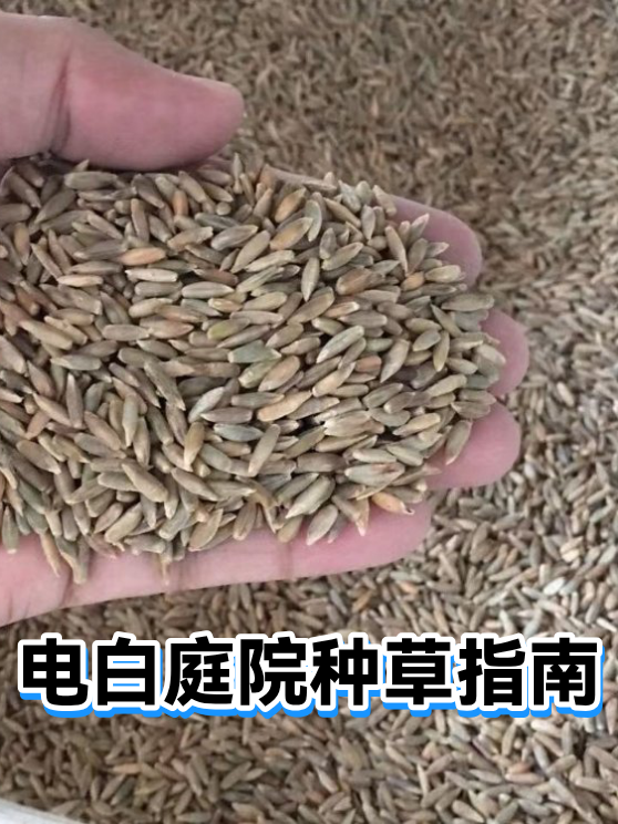 电白庭院种草指南（图1）