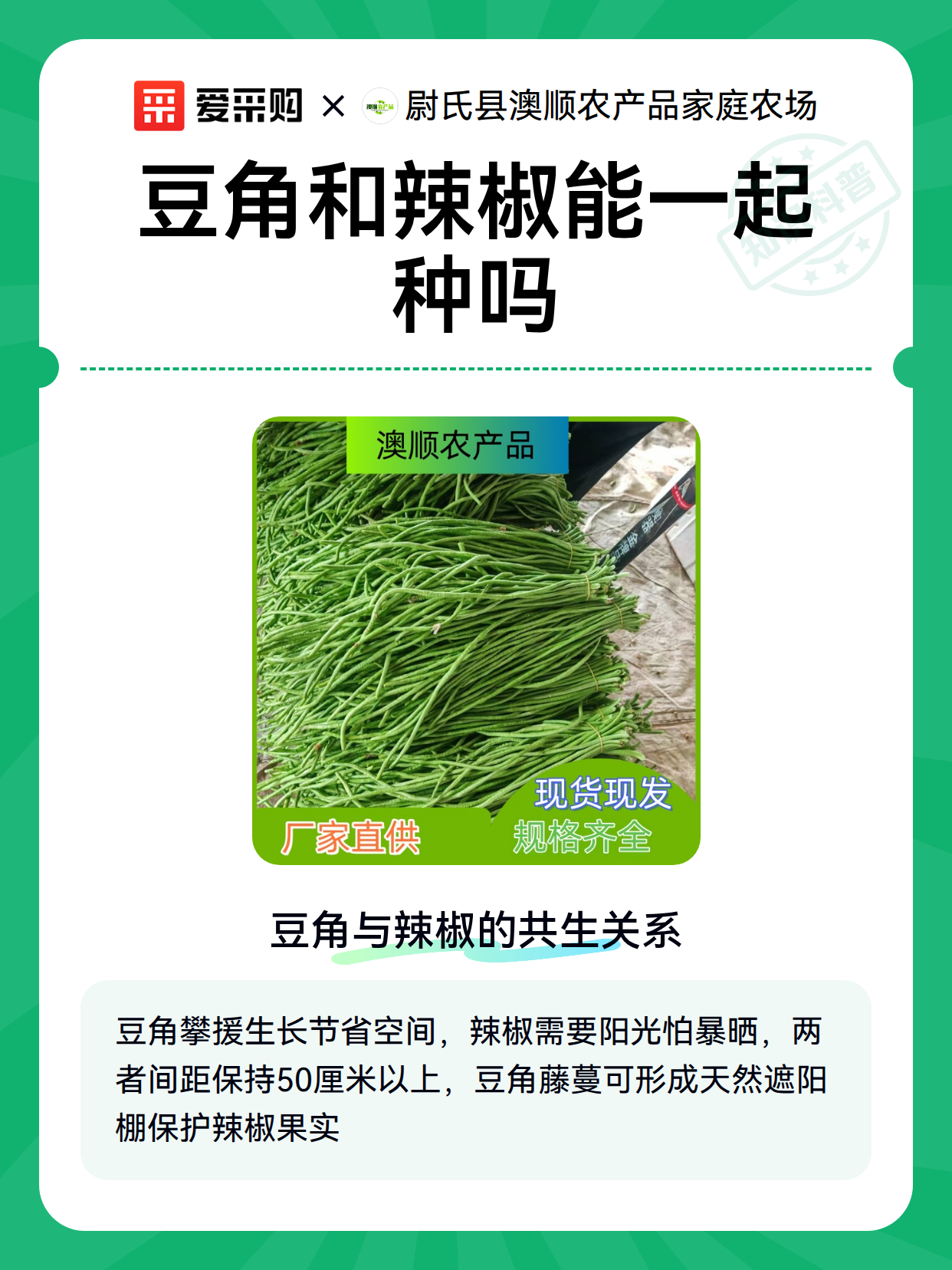豆角和辣椒能一起种吗（图2）