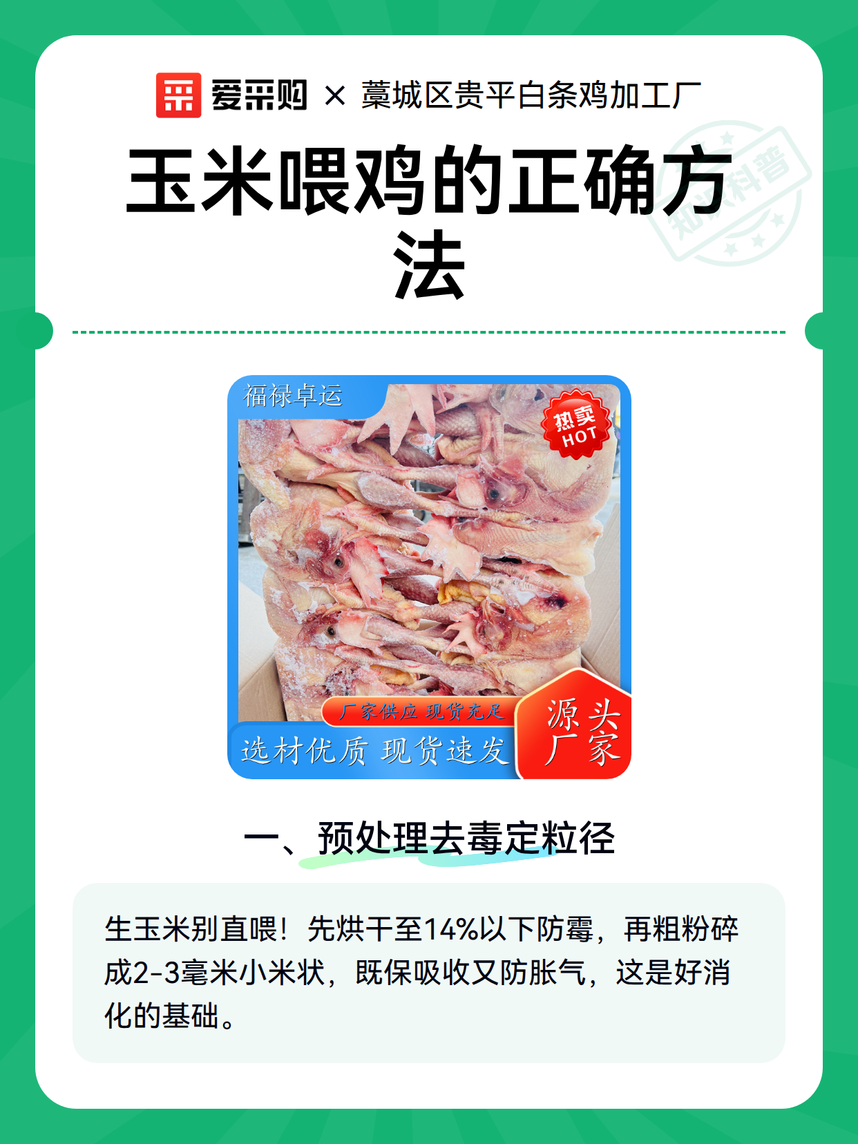 玉米喂鸡的正确方法（图1）