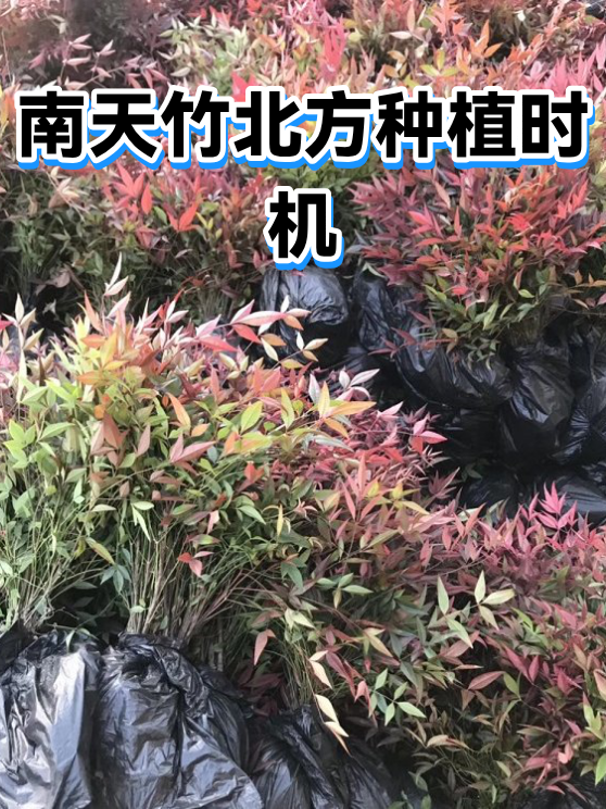 南天竹北方种植时机（图1）