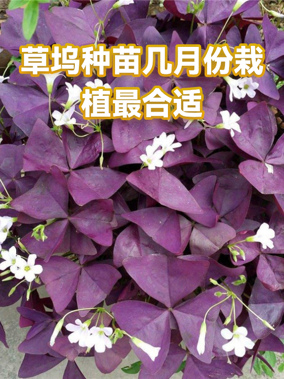 草坞种苗几月份栽植最合适（图1）