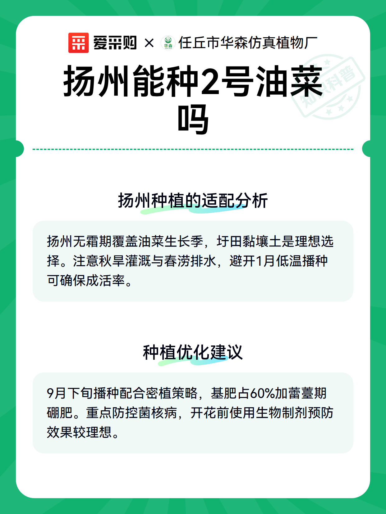扬州能种2号油菜吗（图2）