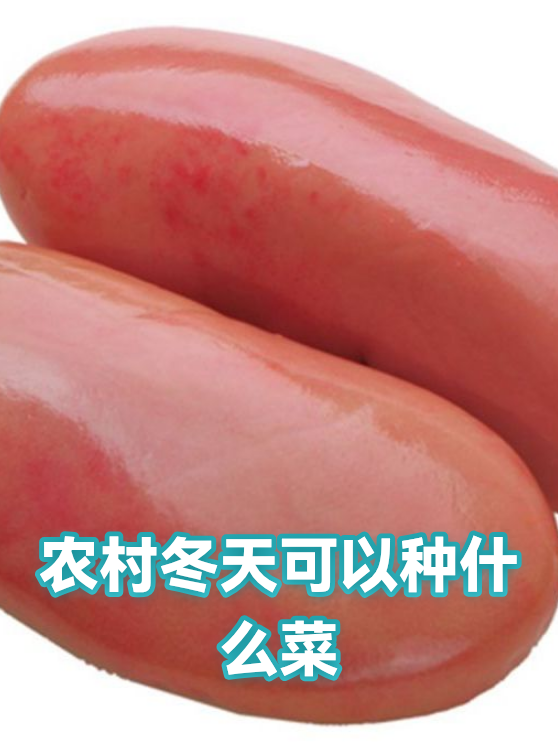 农村冬天可以种什么菜（图1）