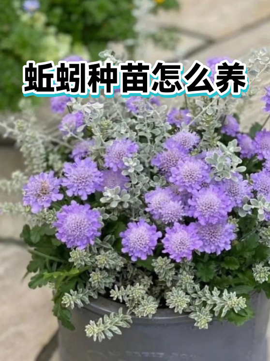 蚯蚓种苗怎么养（图1）