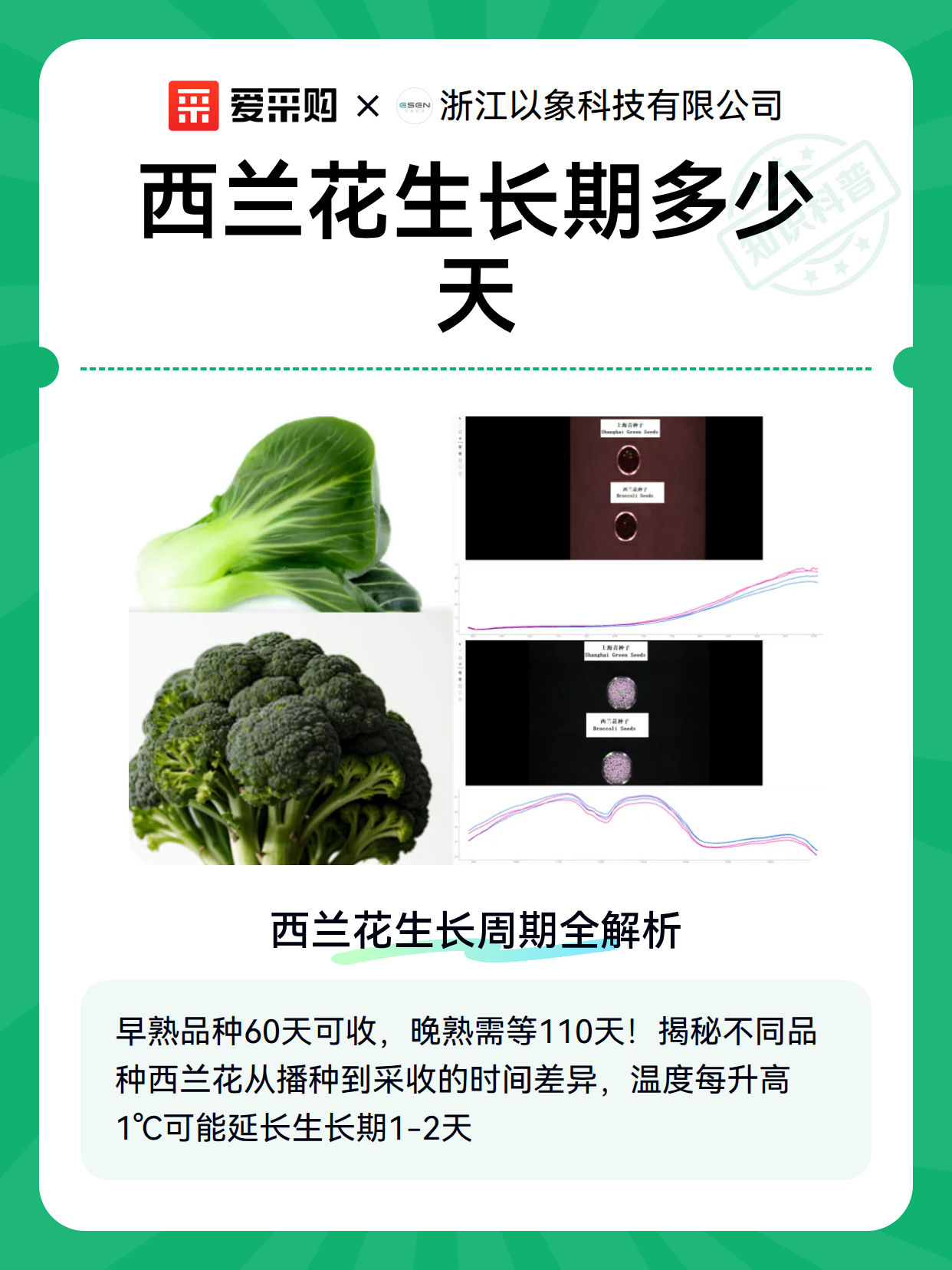 西兰花生长期多少天（图2）