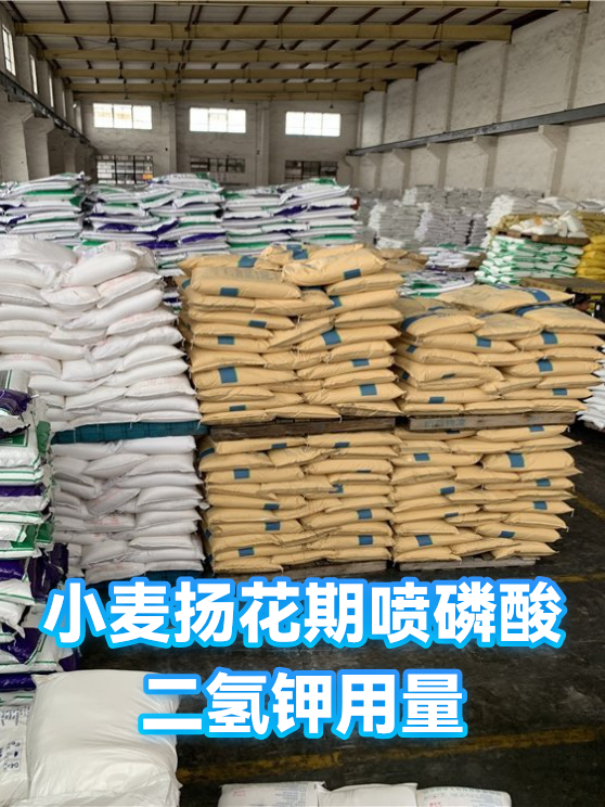 小麦扬花期喷磷酸二氢钾用量（图1）